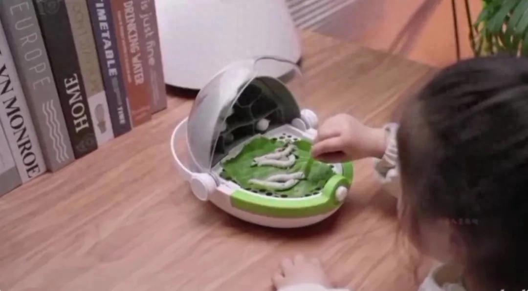 全网找桑叶！小学三年级